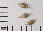 Asian shortstem sedge